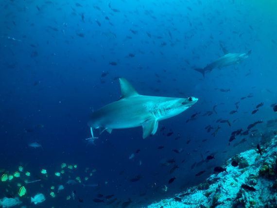 Malpelo Kolumbien