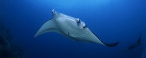 manta ray, Manta birostris, Yap, Micronesia, Pacific Ocean