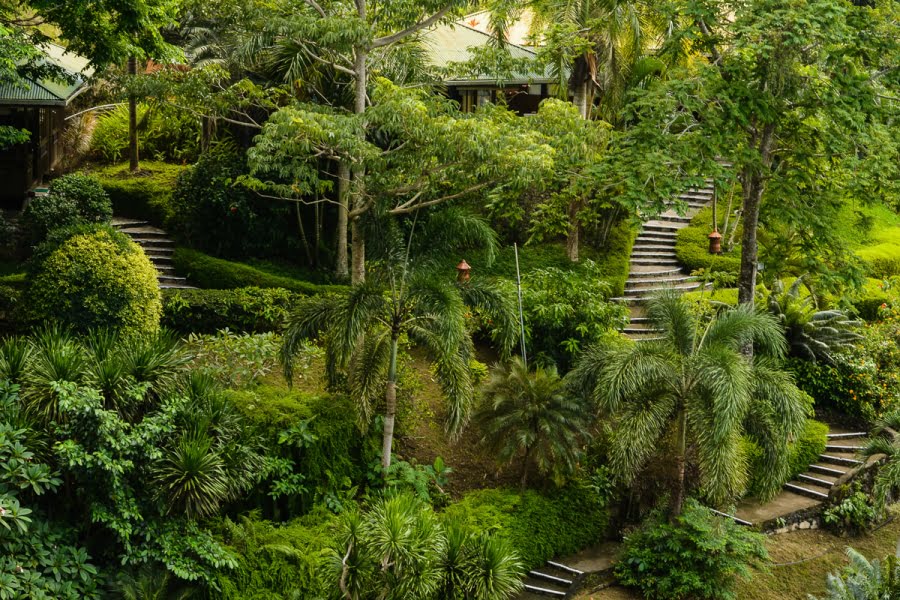 Jungle Gardens