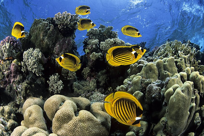 striped butterflyfish, Chaetodon fasciatus, Egypt, Red Sea striped butterflyfish, Chaetodon fasciatus, Egypt, Red Sea