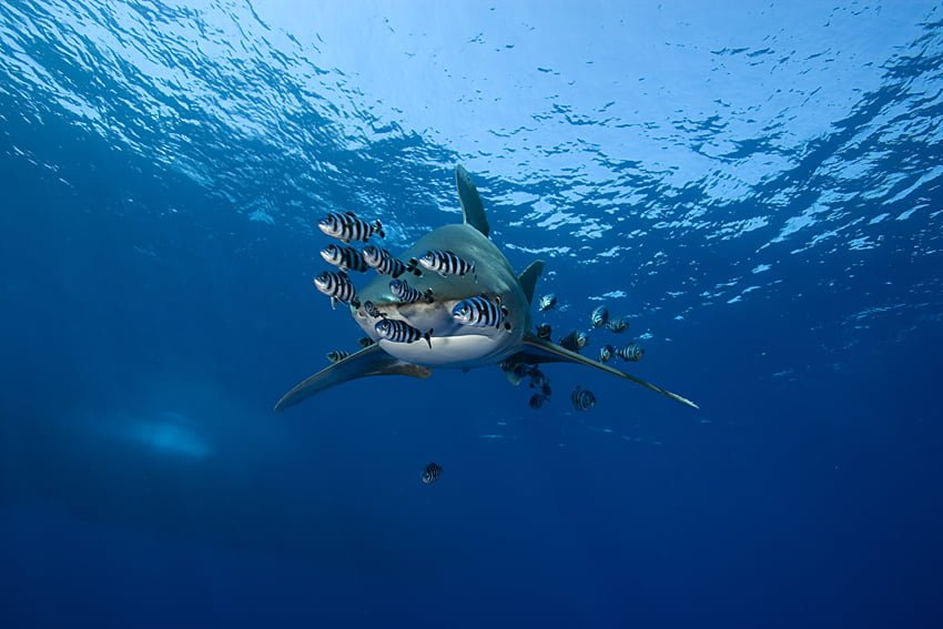 064101 oceanic whitetip shark, Carcharhinus longimanus, accompanied by pilot fishes, Noucrates ductor, Elphistone reef, Egypt, Red Sea