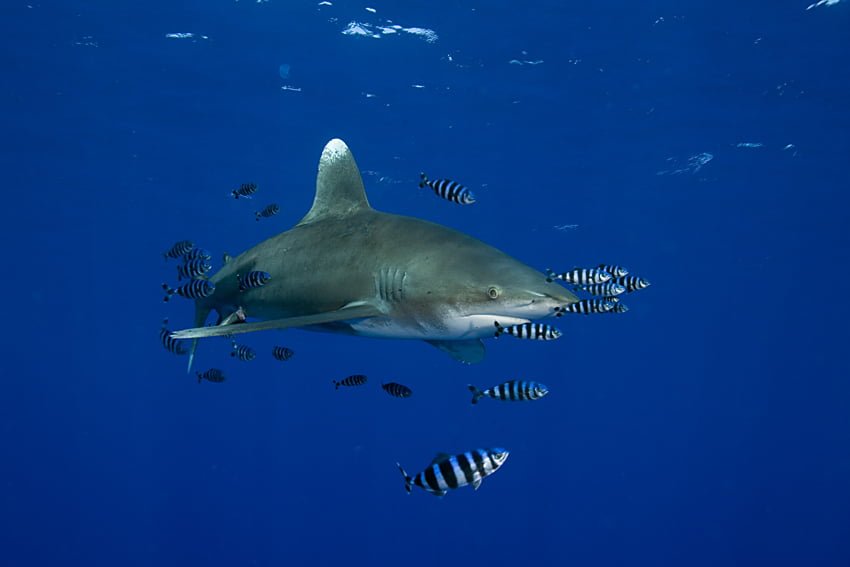064107 oceanic whitetip shark, Carcharhinus longimanus, accompanied by pilot fishes, Noucrates ductor, Elphistone reef, Egypt, Red Sea