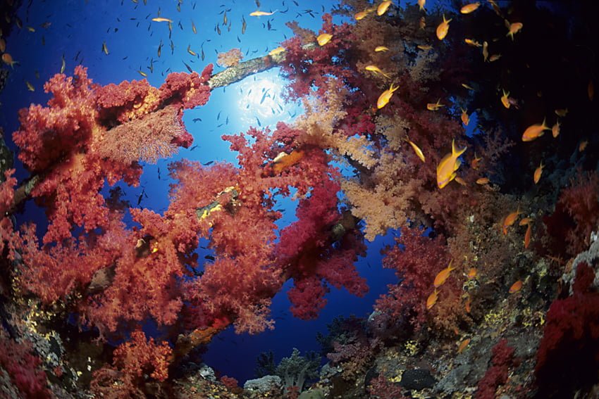 Numidia-4 Numidia wreck with soft coral, Dendronephthya sp., Brother's Islands, Egypt, Red Sea