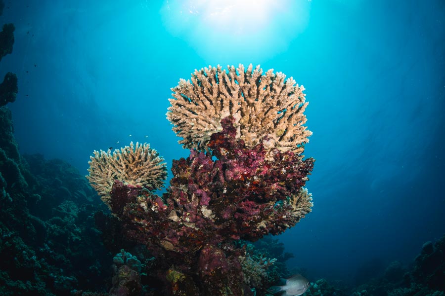 Mangrove_Bay_Koralle © Phillip Zettel, Mangrove Bay Koralle