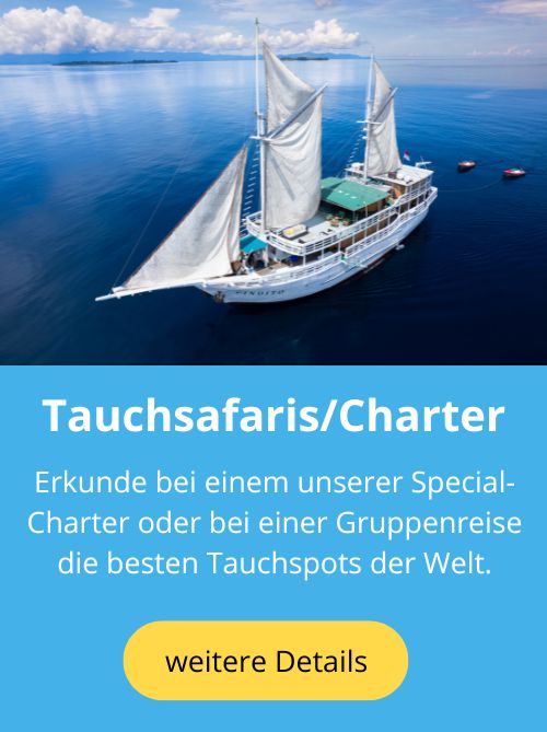 tauchsafaris_specialcharter